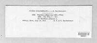 Puccinia recondita image